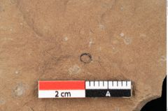 Foto (Detailansicht) von Equisetum ? sp. (NHMW-GEO-2024-0188-0110)